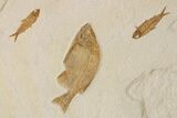 Green River Fossil Fish Mural with Mioplosus and Phareodus #295672-9